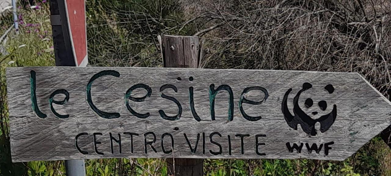 Villino Il Melograno Villa Torre Specchia Ruggeri Eksteriør billede